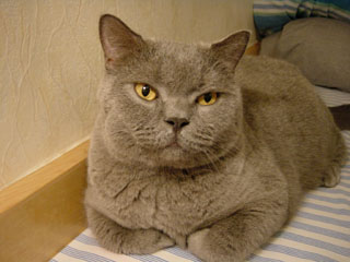 Greymeow