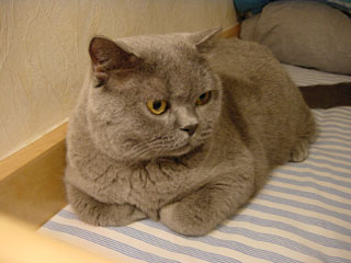Greymeow