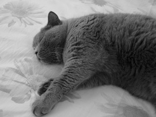 Greymeow