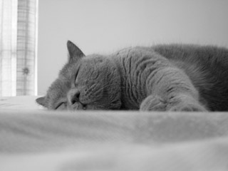 Greymeow