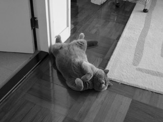 Greymeow