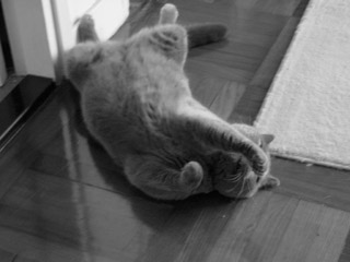 Greymeow