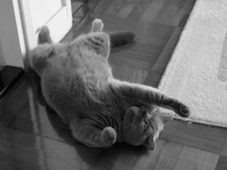 Greymeow