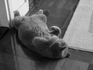 Greymeow