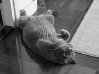 Greymeow