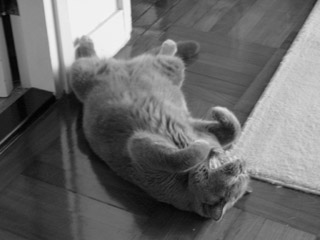 Greymeow