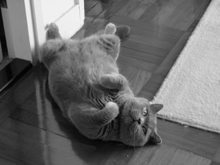 Greymeow
