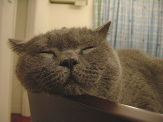 Greymeow