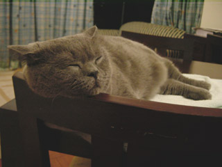 Greymeow