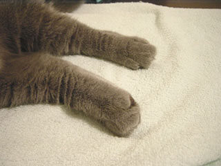 Greymeow