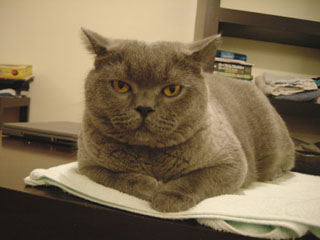 Greymeow