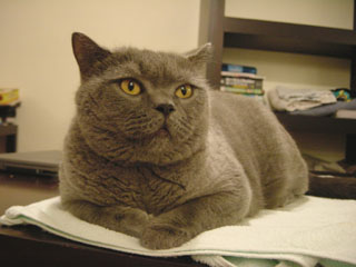 Greymeow