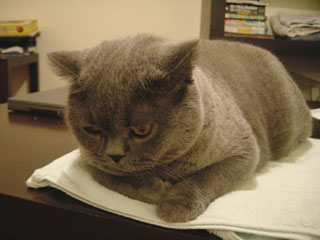 Greymeow
