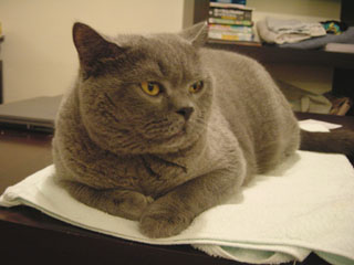 Greymeow