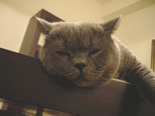 Greymeow