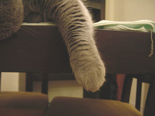 Greymeow