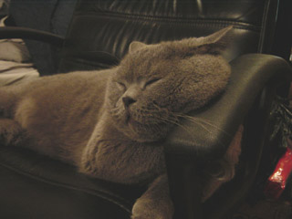 Greymeow