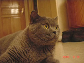 Greymeow