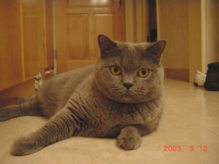 Greymeow