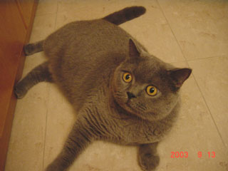 Greymeow