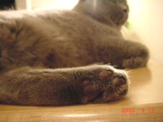 Greymeow