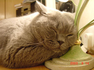 Greymeow
