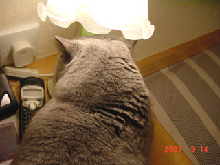 Greymeow