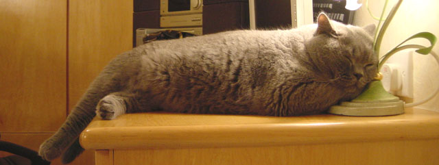 Greymeow