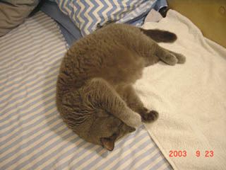 Greymeow