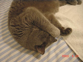 Greymeow