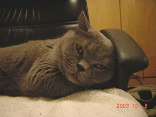 Greymeow