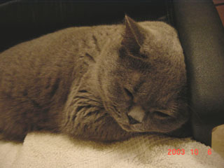 Greymeow