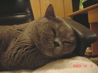 Greymeow