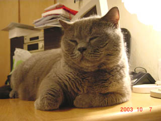 Greymeow