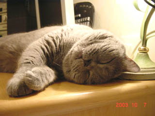 Greymeow