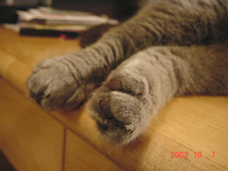 Greymeow