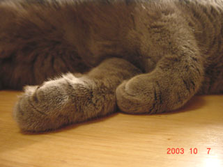 Greymeow