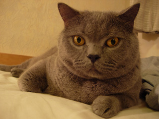 Greymeow