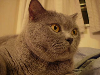 Greymeow