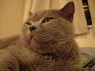 Greymeow