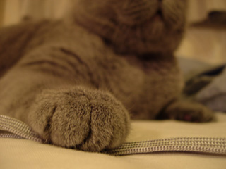Greymeow