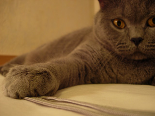 Greymeow
