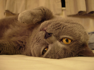Greymeow
