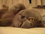 Greymeow photos (2006)