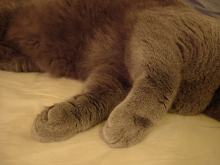 Greymeow