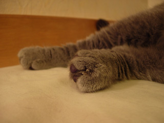 Greymeow