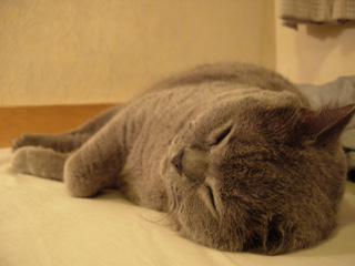 Greymeow