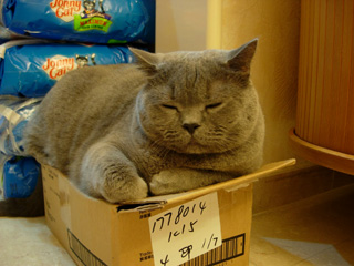 Greymeow