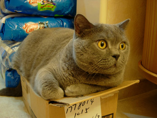 Greymeow
