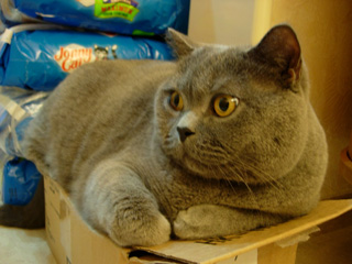 Greymeow